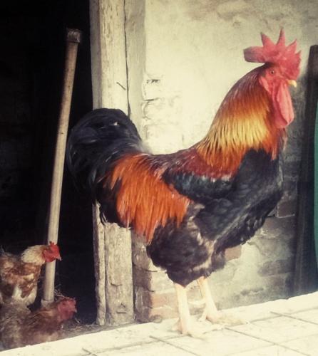 Jurtafarm Ráckeve - a nomád luxus Jurtafarm Ráckeve - a nomád luxus