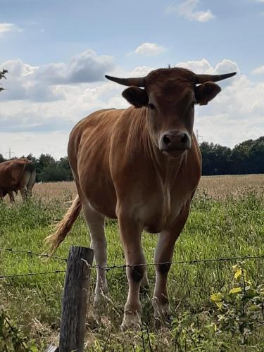 Landelijk gelegen Huisje op erf