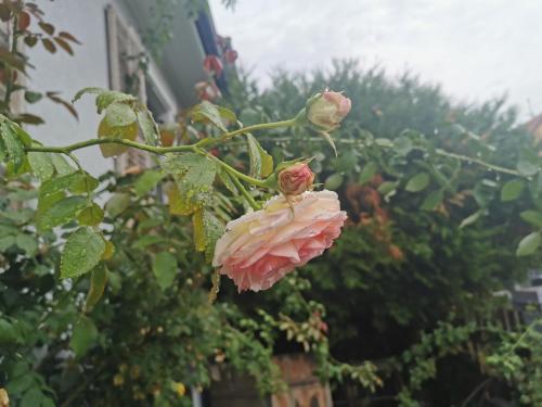 Petit Nid, Strasbourg (photo 7)