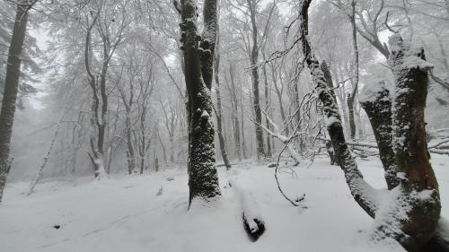 Landgasthof Steuber