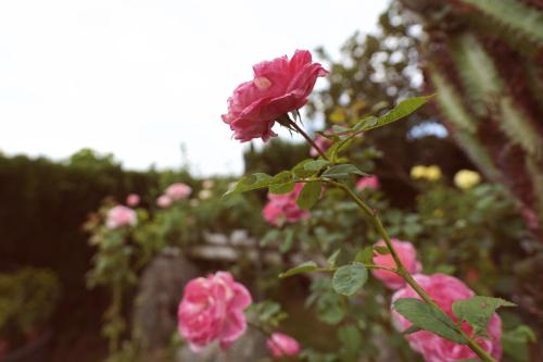 bnb6636 - Liu Liu Mountain Shih Road Garden Homestay - 정원