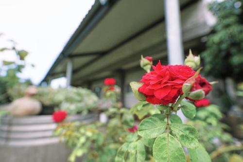 bnb6636 - Liu Liu Mountain Shih Road Garden Homestay - 편의 시설/서비스