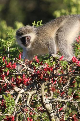 Garden Route Safari Camp