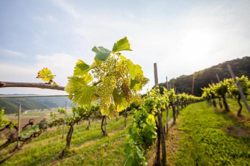 Fattoria Le Vegre - image 3
