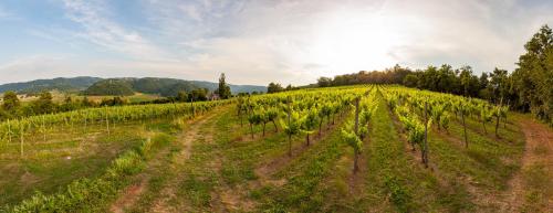 Fattoria Le Vegre - image 13