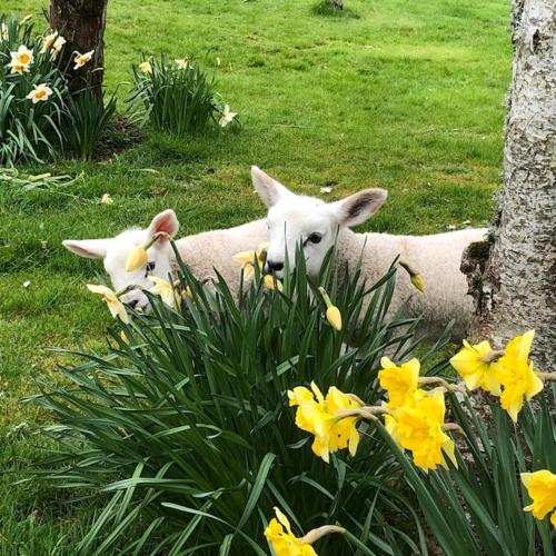 The Steading at Pitmeadow Farm