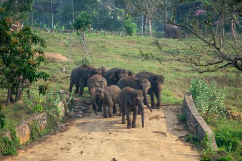 Pinnawala Elephant Front View Hotel