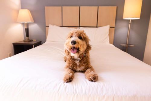 Sonesta Simply Suites Charlotte University - image 7