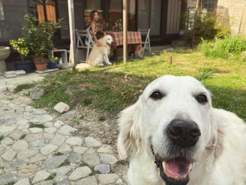 犬と泊まれる平屋Dog friendly house 黄昏