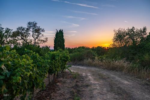 Cerise Carcassonne Sud - image 2