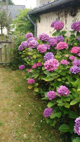 Les Hortensias