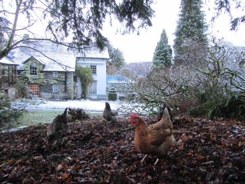 Walker Ground Manor, Hawkshead (fotografie 10)