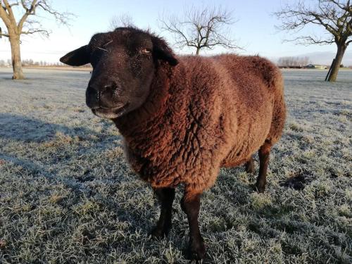 't Winkeltje - Vakantiehuisje op boerderij Huize Blokland in Hem