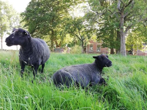 't Winkeltje - Vakantiehuisje op boerderij Huize Blokland in Hem