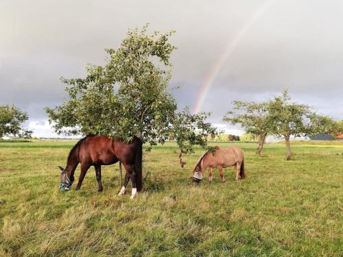 't Winkeltje - Vakantiehuisje op boerderij Huize Blokland in Hem