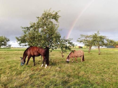 't Pekelhuis - Vakantiehuisje op boerderij Huize Blokland in Hem
