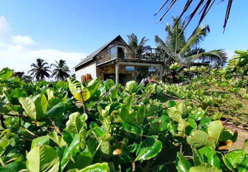 Viesnīcas āriene, Afro Beach eco Resort Butre in Takoradi