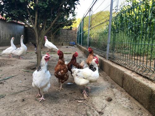 Quinta do Avô Dimas - Rural Home - São Brás