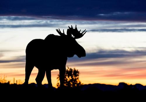 Wildlife Panorama Lofoten - Bøstad