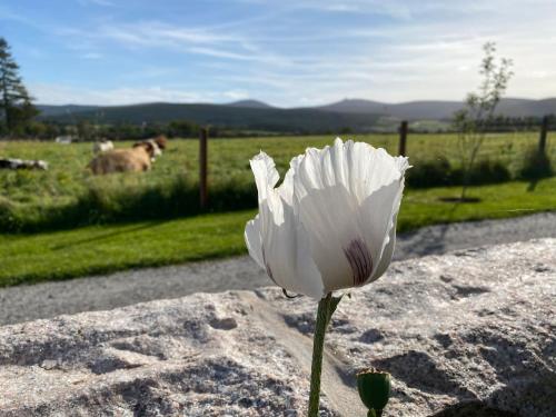 Drumhead Cottage Finzean, Banchory Aberdeenshire Self Catering with Hot Tub