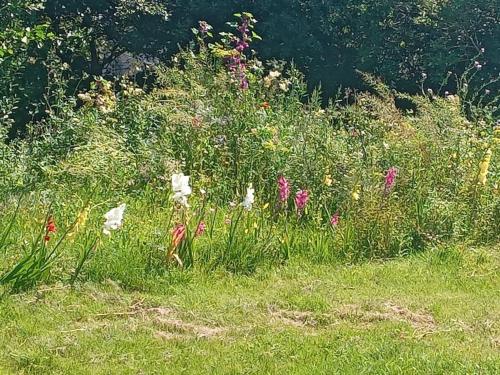 Ceaser's cabin is a cosy 1 bedroom cabin in 拉欣奇
