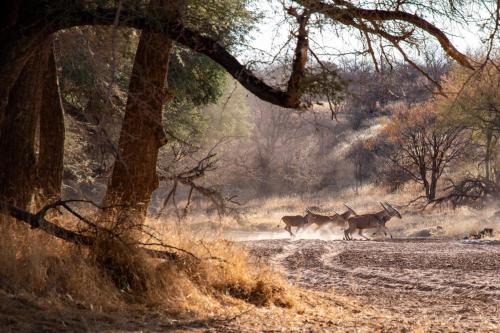 Ugab Game Farm & Lodge Ugab Game Farm & Lodge