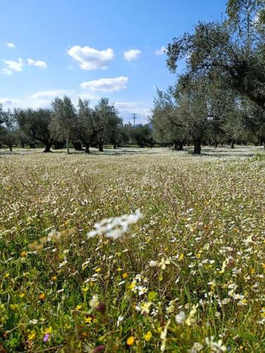 Μεζονέτα 5 υπνοδωμάτια, πλήρως εξοπλισμένη και με φορτιστή ηλεκτρικού αυτοκινήτου, Arfará (fotografie 5)