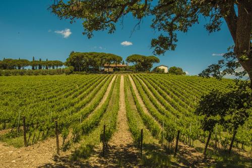 Fattoria di Magliano Winery 3