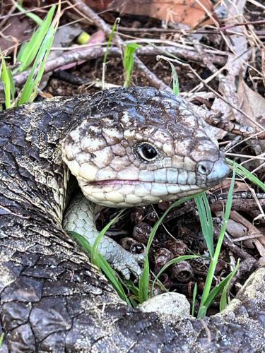 Seatrees Accommodation