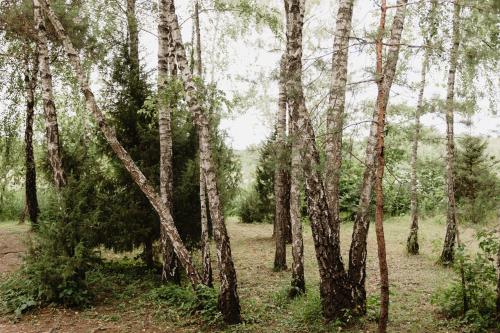 Beržų namelis - Birch cabin