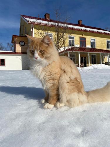 Mysig lagenhet i Prastgard nara Branas in Syssleback