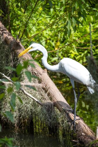 Saddlebrook Golf Resort & Spa Tampa North-Wesley Chapel