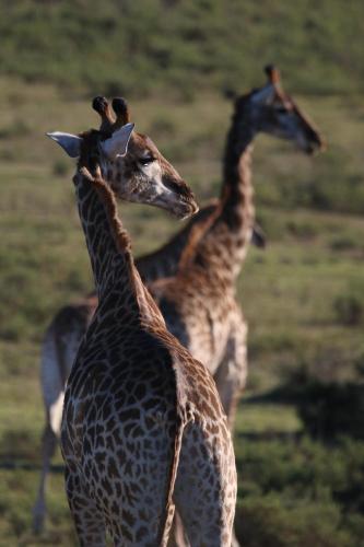 Garden Route Safari Camp