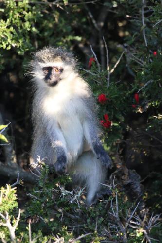 Garden Route Safari Camp