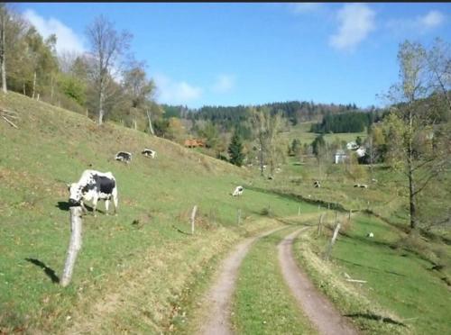 gîte de montagne au pied du Champ du Feu (Alsace)