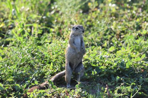 Ngangane Lodge & Reserve