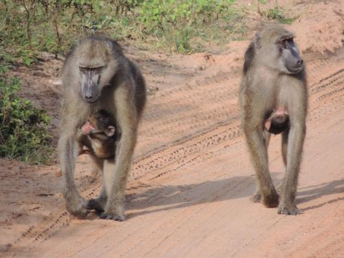 Ngangane Lodge & Reserve