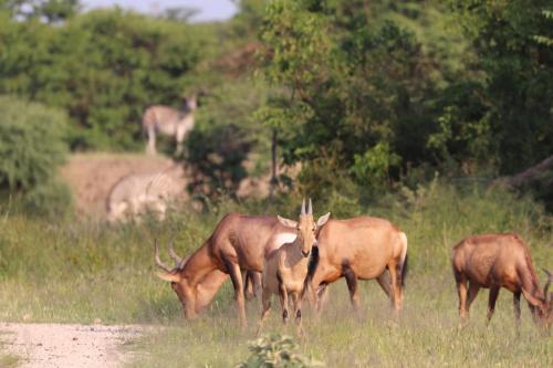 Ngangane Lodge & Reserve