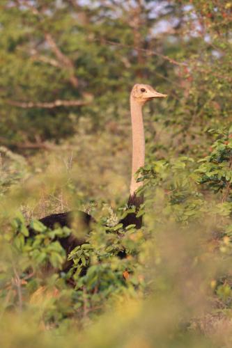 Ngangane Lodge & Reserve