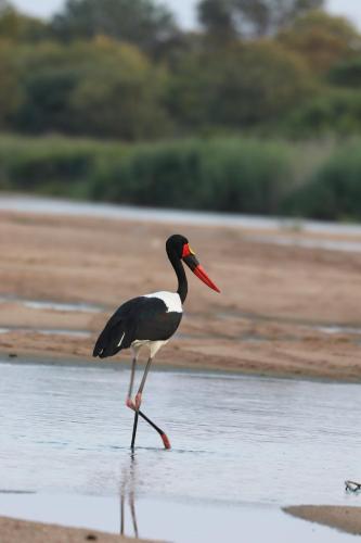 Ngangane Lodge & Reserve