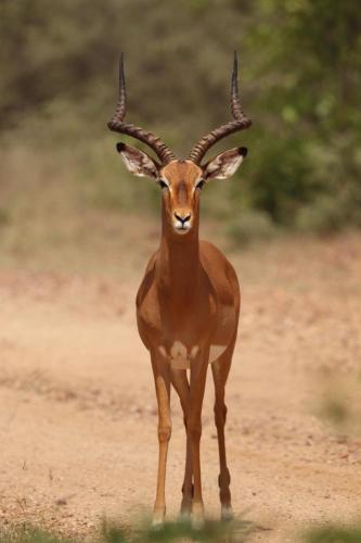 Ngangane Lodge & Reserve