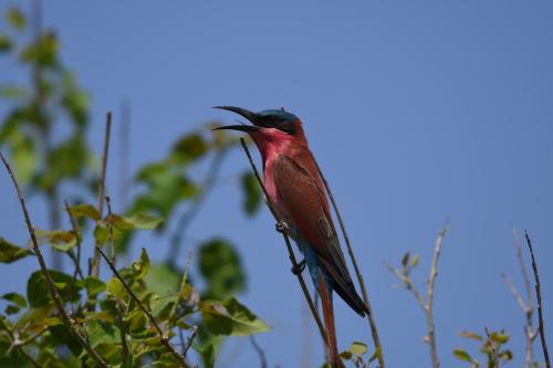 Ngangane Lodge & Reserve