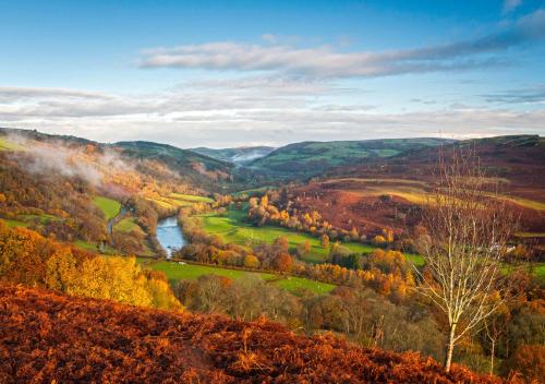 . Sgrech y coed - Jay