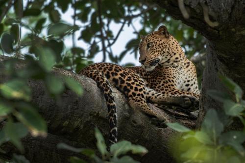 Funky Leopard Safari Lodge Bordering Yala National Park