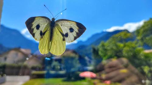 Adventure Hostel Interlaken - image 5
