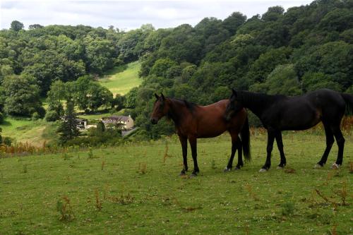 Ty Twt - complete holiday home, Llandysul (zdjęcie 5)