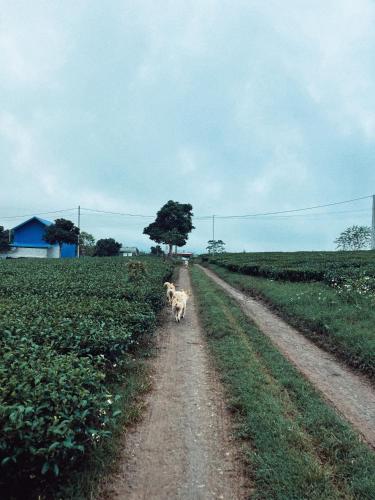 Tiệm Cà Phê Mer Homestay & Coffee Mộc Châu