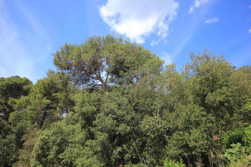 Apartments by the sea Artatore, Losinj - 8022