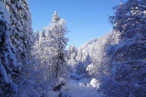 Almblick Ferienwohnung in Balderschwang