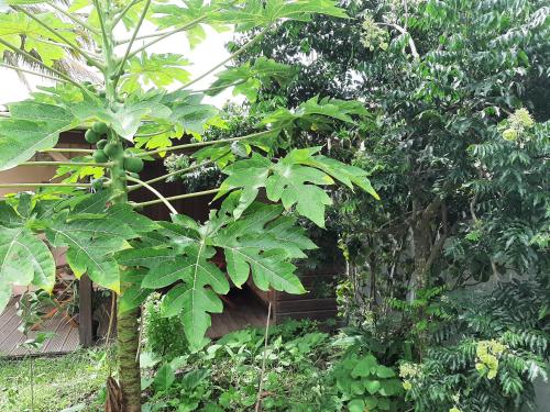 Studio Perle de Zanzibar Trois-Ilets Studio Perle de Zanzibar Trois-Ilets